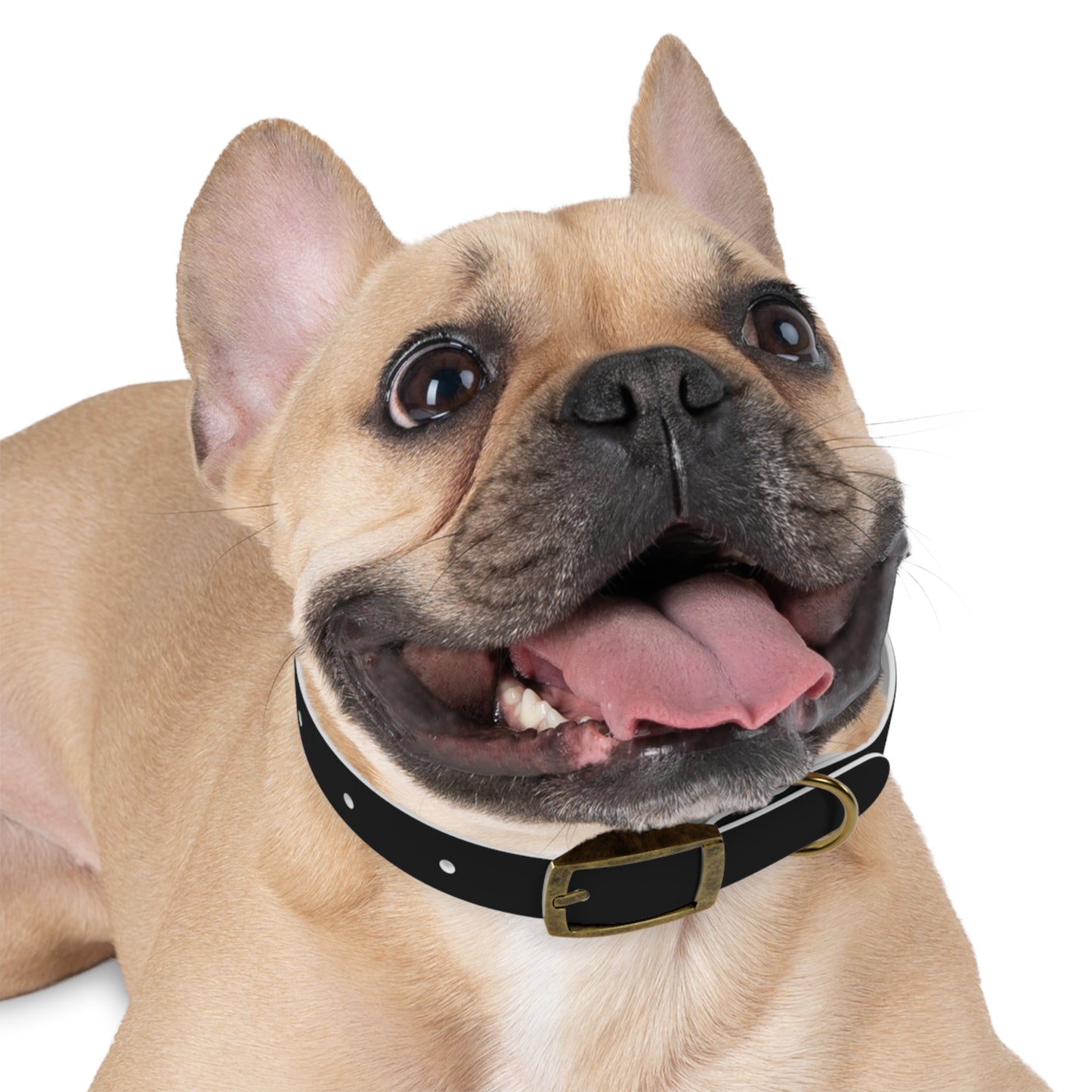 Kenji Dog Collar