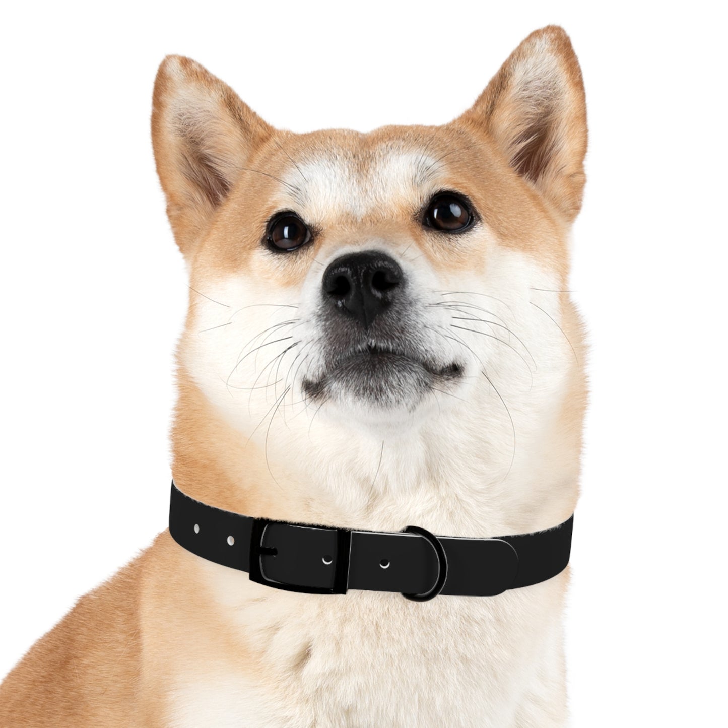 Kenji Dog Collar