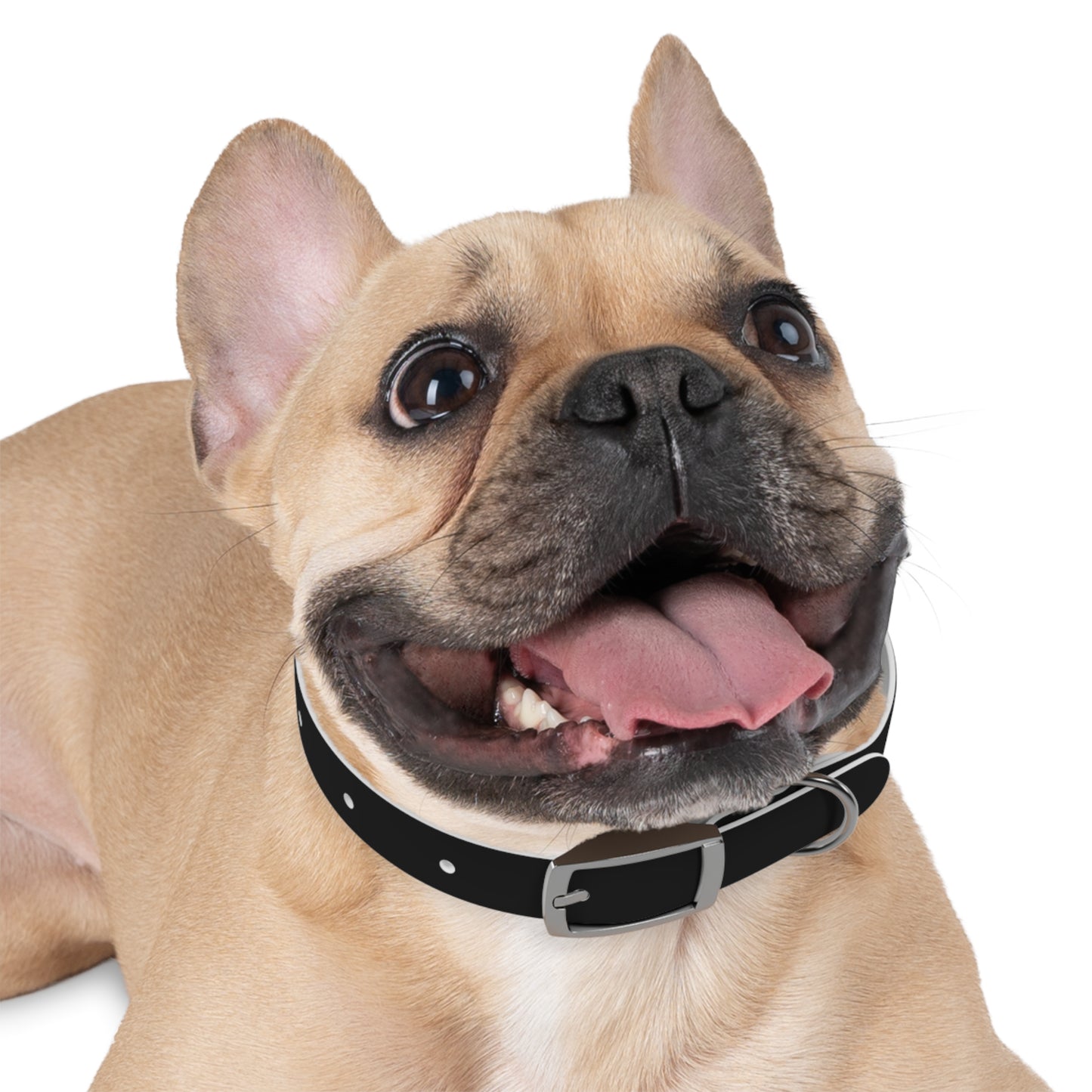 Kenji Dog Collar