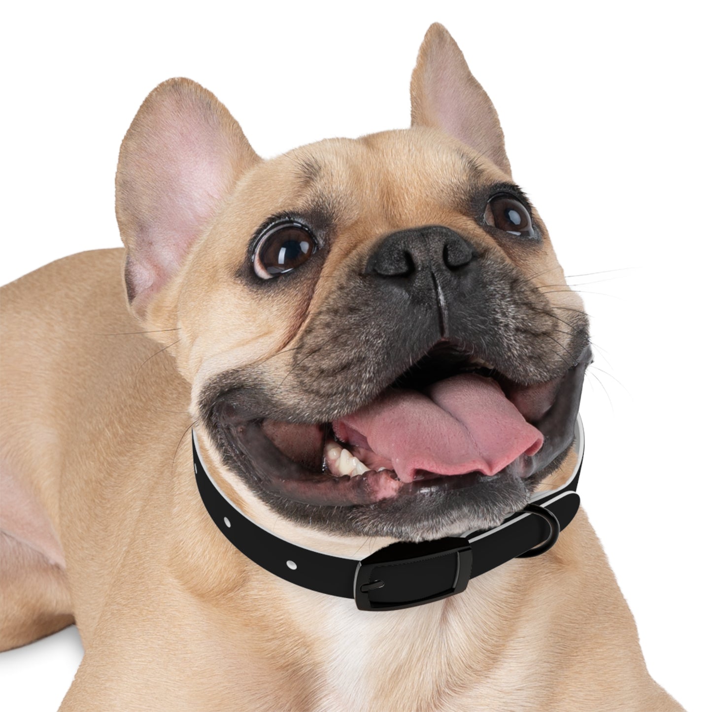 Kenji Dog Collar